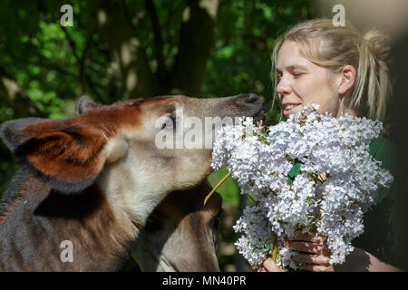 ZSL London Zoo di Londra, 14 maggio 2018. Meghan, il giovane okapi, con la sua mamma Oni e custode di Gemma Metcalf, è dato un trattamento regale per celebrare il prossimo Royal Wedding - un bouquet di prodotti commestibili fiori viola al rivale il suo omonimo, Meghan Markle. La cinque-mese-vecchio, che è stato chiamato dopo Meghan per commemorare la coppia reale impegno, è dato il gustoso blumi prima del grande giorno - in modo né Meghan ha per condividere i riflettori. Credito: Imageplotter News e sport/Alamy Live News Foto Stock