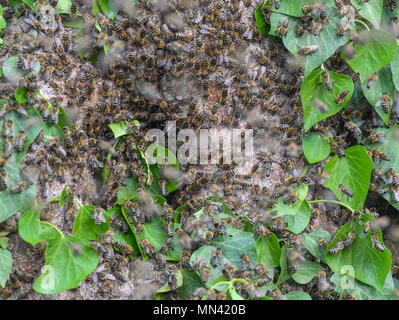 10 maggio 2018, Germania, Sieversdorf: Numerose api sono su un tronco di un vecchio albero di noce ricoperti di edera in un giardino. Per anni, una selvaggia di colonie è stato lo spostamento nel tronco cavo all'inizio dell'estate. La colonia di api volò sopra la città ai tetti di destra per il vecchio albero di noce con un forte brusio. Foto: Patrick Pleul/dpa-Zentralbild/ZB Foto Stock