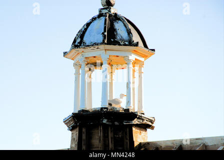 Isola di Portland. 14 maggio 2018. Un gabbiano si siede sul suo nido in un campanile, crogiolarsi sotto il sole mattutino sul isola di Portland Credit: stuart fretwell/Alamy Live News Foto Stock