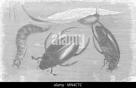 Coleotteri. Grande acqua nera-maggiolino, larva; uovo-cocoon 1896 antica stampa Foto Stock