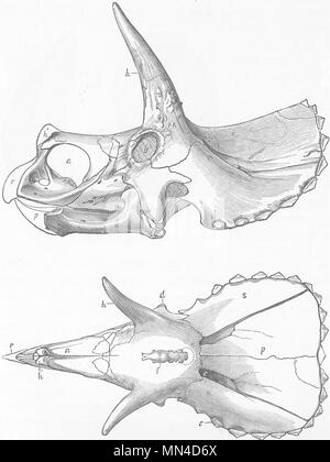 I dinosauri. Parte superiore e laterale del cranio di dinosauro cornuto 1896 antica stampa Foto Stock