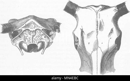 Animali. Cranio di yak domestici-dopo Rutimeyer 1894 antica immagine di stampa Foto Stock