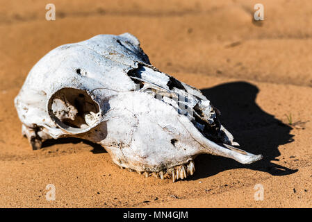 Cranio di pecora in sabbia vicino Foto Stock