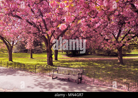 Un vuoto di una panchina nel parco sotto un baldacchino di alberi di ciliegio in fioritura, London, England, Regno Unito Foto Stock