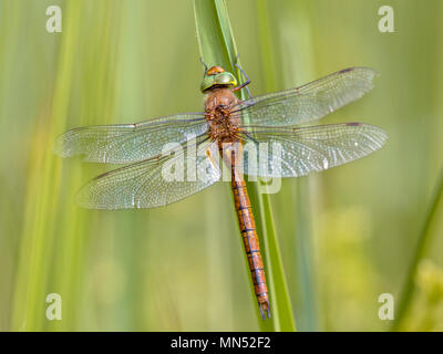 Green-eyed hawker dragonfly (Aeshna isoceles) in appoggio sul reed con sfocato sfondo verde Foto Stock