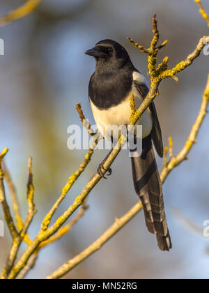 Uccelli selvatici Foto Stock