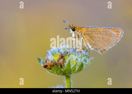 Essex skipper (Thymelicus lineola) coperto di rugiada. Questa è una farfalla in famiglia Hesperiidae. Essa si verifica in tutto il territorio della regione paleartica. In Foto Stock