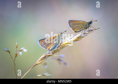 Coppia di Essex skipper (Thymelicus lineola) appollaiato sulla paglia in mattina presto. Questa è una farfalla in famiglia Hesperiidae. Esso si verifica durante tutto molto di Foto Stock