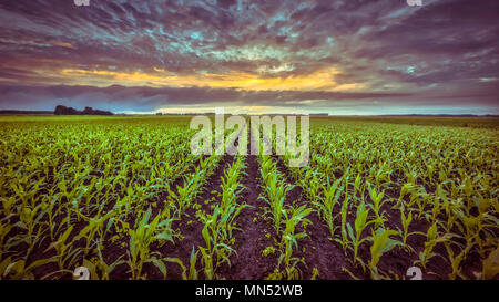 Campo di grano sotto il sole di setting con bellissimo cielo velato in colori vintage Foto Stock