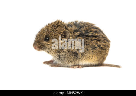 I capretti Vole comune mouse (Microtus arvalis) isolato su sfondo bianco Foto Stock