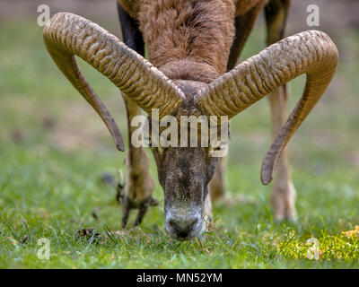 Vista frontale della testa di un muflone (Ovis gmelinii) pecore al pascolo in una radura della foresta su una giornata di sole Foto Stock