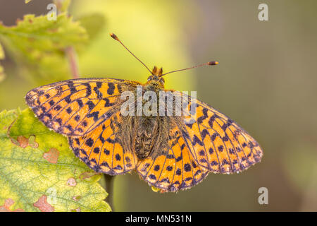 Fritillary mirtillo palustre (Boloria aquilonaris) ali di riscaldamento in sun. Questa è una specie gravemente minacciate specie di farfalle nei Paesi Bassi Foto Stock