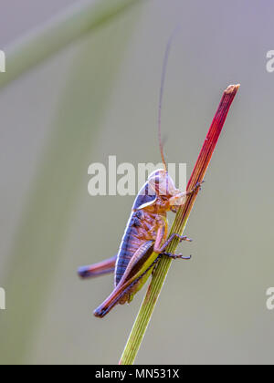 I capretti Bog Bush Cricket (Metrioptera brachyptera) sull'erba Foto Stock