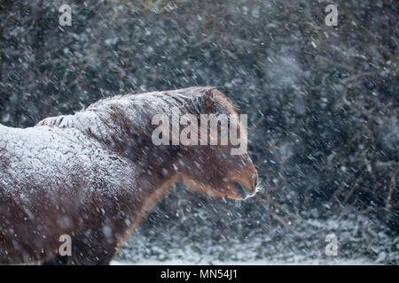 Pony nella neve in inverno, Milborne Port, Somerset, Inghilterra, Regno Unito Foto Stock