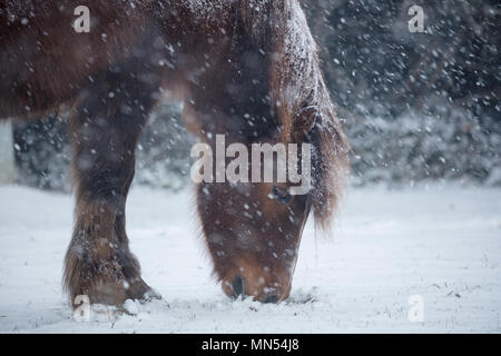 Pony nella neve in inverno, Milborne Port, Somerset, Inghilterra, Regno Unito Foto Stock