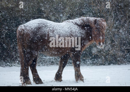 Pony nella neve in inverno, Milborne Port, Somerset, Inghilterra, Regno Unito Foto Stock