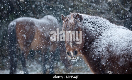 Pony nella neve in inverno, Milborne Port, Somerset, Inghilterra, Regno Unito Foto Stock