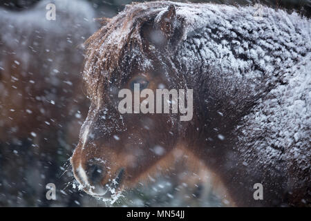 Pony nella neve in inverno, Milborne Port, Somerset, Inghilterra, Regno Unito Foto Stock