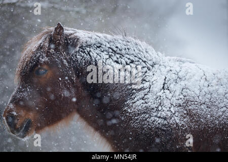 Pony nella neve in inverno, Milborne Port, Somerset, Inghilterra, Regno Unito Foto Stock
