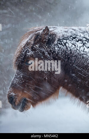 Pony nella neve in inverno, Milborne Port, Somerset, Inghilterra, Regno Unito Foto Stock