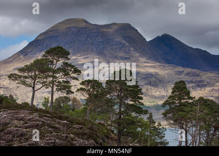 Caledonian pini sopra Loch Torridon, Ben Damh station wagon, Wester Ross, Scotland, Regno Unito Foto Stock