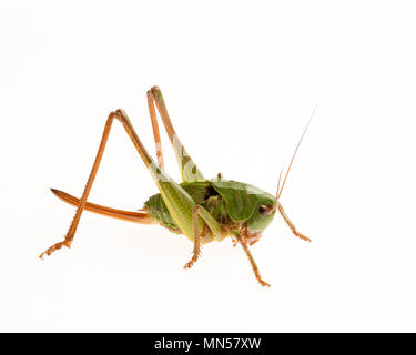 Cricket di verruche (Decticus verrucivorus) Foto Stock