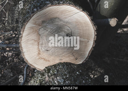 Il dettaglio del taglio ramo di legno con superficie del wod. Tema di macchine per la lavorazione del legno e lumbersexual. Foto Stock