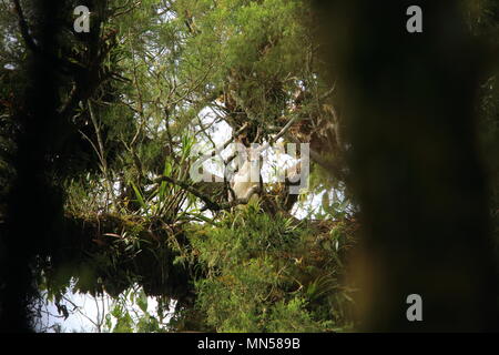 Grande aquila filippina (Pithecophaga jefferyi) a Mindanao, Filippine Foto Stock