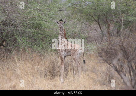 Baby Giraffe visto nel Chyulu Hills, Kenya Foto Stock