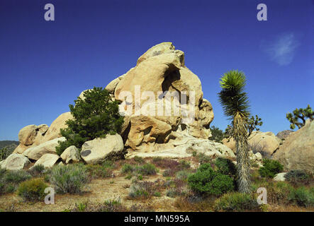 Joshua tree, Yucca brevifolia, Yucca palm, Monzogranite pila di rocce, Hidden Valley, Joshua Tree National Park, CA 980516 024 Foto Stock