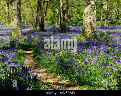 Un bellissimo display delle Bluebells Inglese (Hyacinthoides non scripta) in grande bosco, vicino Blickling in Norfolk, Inghilterra,nel maggio 2018. Foto Stock