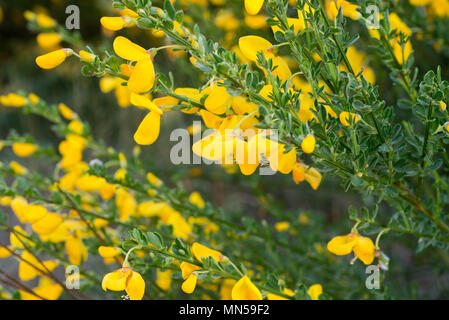 Cytisus scoparius, comune scopa o Scotch ginestra fiori gialli closeup messa a fuoco selettiva Foto Stock
