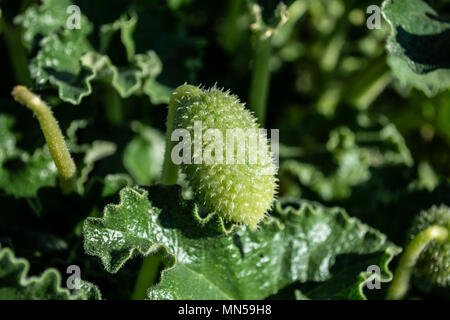 Non aperti fiore di papavero Foto Stock