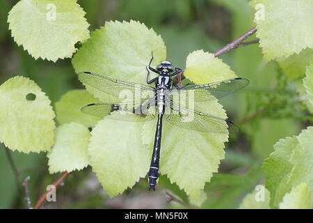 Clubtail comune o club-tailed dragonfly, Gomphus vulgatissimus, appoggiato su un ramo di betulla Foto Stock