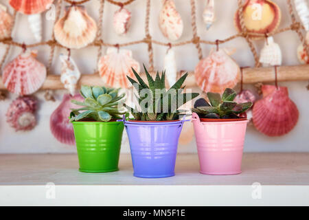 "Haworthia" fasciata e echeveria in piccoli vasi da fiori colorati su un bianco ripiano in legno nella parte anteriore delle conchiglie appesi al muro. Foto Stock