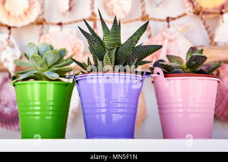 "Haworthia" fasciata e echeveria in piccoli vasi da fiori colorati su un bianco ripiano in legno nella parte anteriore delle conchiglie appesi al muro. Foto Stock