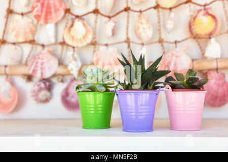 "Haworthia" fasciata e echeveria in piccoli vasi da fiori colorati su un bianco ripiano in legno nella parte anteriore delle conchiglie appesi al muro. Foto Stock