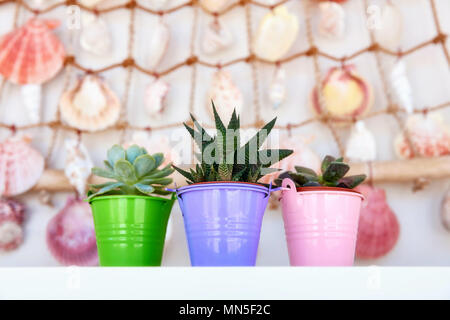 "Haworthia" fasciata e echeveria in piccoli vasi da fiori colorati su un bianco ripiano in legno nella parte anteriore delle conchiglie appesi al muro. Foto Stock