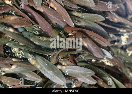 Girini di ommon erba marrone rana temporaria Rana Foto Stock