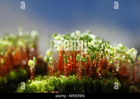 Le capsule di spore di un verde muschio, Pohlia nutans Foto Stock