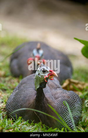 Helmeted Faraone (Numida meleagris) giacenti in erba su Praslin, Seychelles. Foto Stock