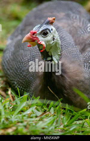 Helmeted Faraone (Numida meleagris) giacenti in erba su Praslin, Seychelles. Foto Stock