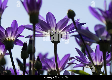 Senetti viola bicolor per raggiungere il cielo. Foto Stock