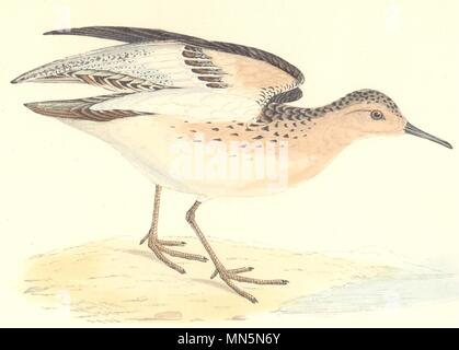 Gli uccelli. Buff- petto Sandpiper. (Morris) 1880 antica immagine di stampa Foto Stock