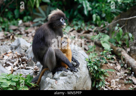 Carino baby primate con mamma in Thailandia Foto Stock