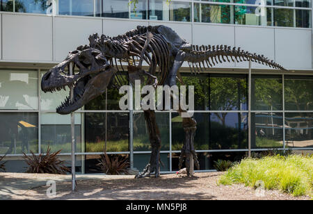 Mountain View, California, Stati Uniti d'America - 30 Aprile 2018: Tyrannosaurus Rex skeleton a Google Silicon Valley Corporate Headquarters Mountain View, settentrionale Foto Stock