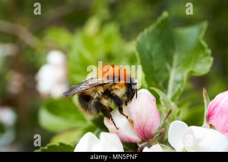 Bumblebee impollinare fiori di Apple su un nazionale di melo in primavera in un giardino REGNO UNITO Foto Stock