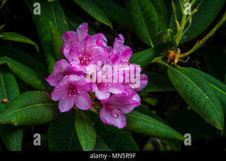 Rhododendrons in the forest of Yaquina Bay State Park, Newport, Oregon, USA. Foto Stock