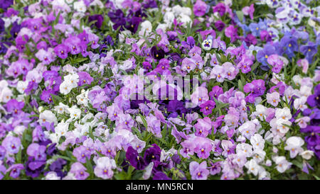 La molla Pansies. Bellissimi colori di porpora, blu, bianco e ultra-violetta. Foto Stock