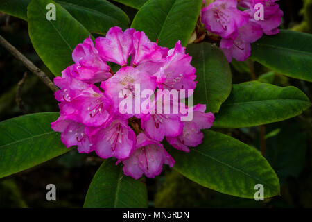 Rhododendrons in the forest of Yaquina Bay State Park, Newport, Oregon, USA. Foto Stock